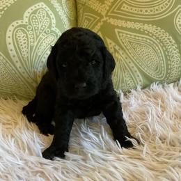Dixie - Black female Goldendoodle puppy in Fairmont, West Virginia from Mountainside Doodles, LLC