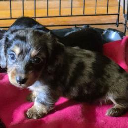Juniper - Dapple female Dachshund puppy in Wakeman, Ohio from Angie's Adorable Dachshunds