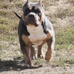 OBIE - American Bully