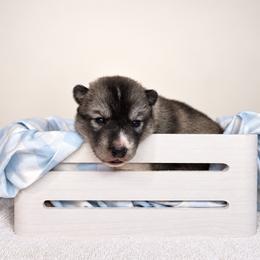 Jinx - Agouti and white female Siberian Husky puppy in Jacksonville, North Carolina from Seabound Siberians