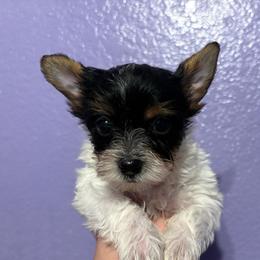 Maple (Mint Collar) - Parti female Yorkshire Terrier puppy in Riverbank, California from Yorkie_Wonderland and Stud Services