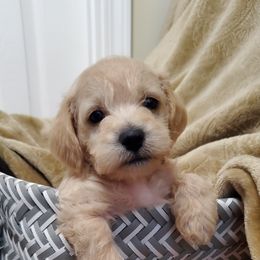 Boy 3 - Schnoodle puppy in Leitchfield, Kentucky from Eveleigh Acres Puppies