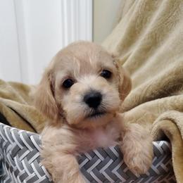 Boy 3 - Schnoodle puppy in Leitchfield, Kentucky from Eveleigh Acres Puppies