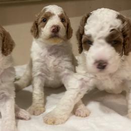 Cavapoo and Poodle Puppies from Sac-Town Poodles and Doodles