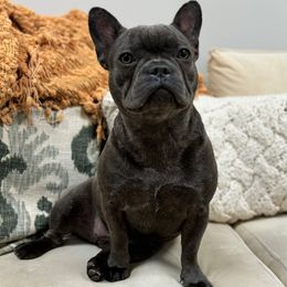 Lucky - French Bulldog
