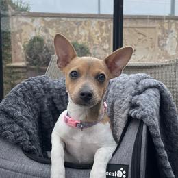 Rat Terrier Puppies from CaliRats Rat Terriers