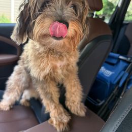 Aussiedoodle, Miniature Australian Shepherd, and Toy Australian Shepherd All Grown Up from Cotton Country Kennels