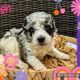 Boy 6 - Bernedoodle puppy in Ohio from Mini Doodle Buddies