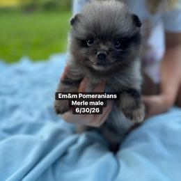 Merle boy 3200 no breeding rights - Blue merle male Pomeranian puppy in Kentucky from Em&M Pomeranians