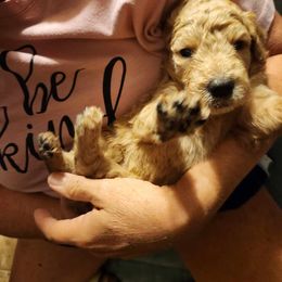 Goldendoodle Puppies from Hadie's Doodles