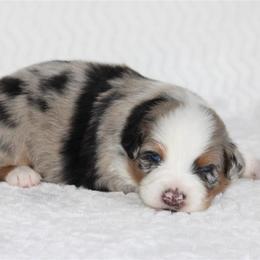 Marriott - Blue merle male Australian Shepherd puppy in Circleville, Utah from Canyon Creek Aussies