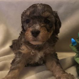 Boy 3 - Grey and white male Bernedoodle puppy in Montrose, Michigan from Livy’s Doodles