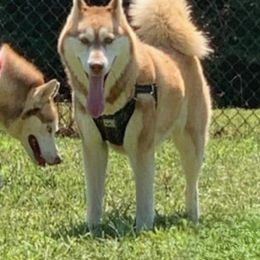 Kyra - Siberian Husky
