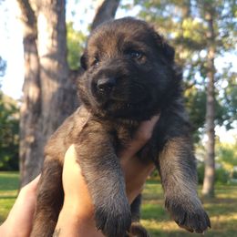 Mac - Sable male German Shepherd puppy in Lincoln, Nebraska from Nebraska K9