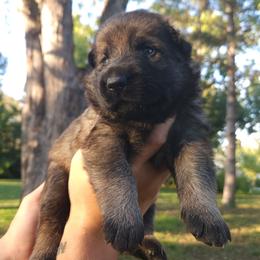 Mac - Sable male German Shepherd puppy in Lincoln, Nebraska from Nebraska K9