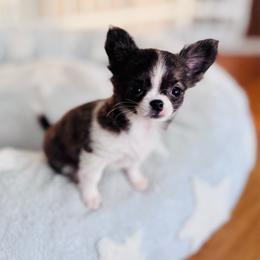 Sold - Fawn brindled black female Chihuahua puppy in Strawberry, Arkansas from Strawberry River Chihuahuas