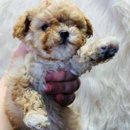 Cavalier King Charles Spaniel and Cavapoo Puppies from Northern’s Cute Cuddly Cava Poos and Cavaliers