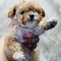 Cavalier King Charles Spaniel and Cavapoo Puppies from Northern’s Cute Cuddly Cava Poos and Cavaliers