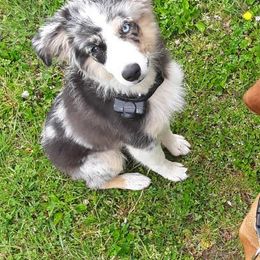 Miniature American Shepherds and Vizslas from New River Gorgeous Puppies