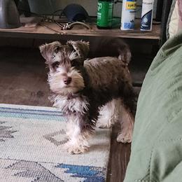Ceaser - Liver male Miniature Schnauzer puppy in Ferndale, Washington from Blackhorse Schnauzers Washington state