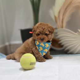 Cheese - Red male Maltipoo puppy in San Diego, California from Maltipoos SD