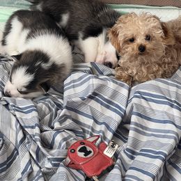 Pomsky Puppies from Zoeys Little Pomsky