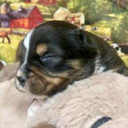 Black Tri-2 - Black tri male Miniature Australian Shepherd puppy in Ronan, Montana from Dirt Road Aussie’s of Montana