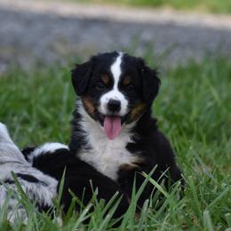 Glory - Black tri female Miniature Australian Shepherd puppy in Lowgap, North Carolina from Baileys Mini Aussies