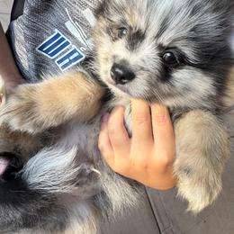Pomeranian Puppies from Pomni Poms