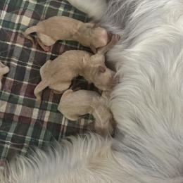 Noelle - Golden female Golden Retriever puppy in Payette, Idaho from Stonewick Retrievers