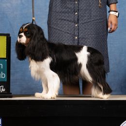 Champion Elvis - Cavalier King Charles Spaniel