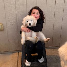 PinkPurple Girl - White female Maremma Sheepdog puppy in Kings County, California from Prancing Pony Farm Maremma Sheepdogs