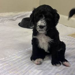 Phoenix - Black and white female Bernedoodle puppy in Phoenix, Arizona from Grandview Bernedoodles
