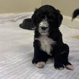 Phoenix - Black and white female Bernedoodle puppy in Phoenix, Arizona from Grandview Bernedoodles