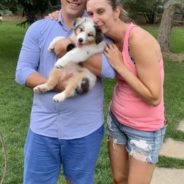 Australian Shepherd Puppies from Highline