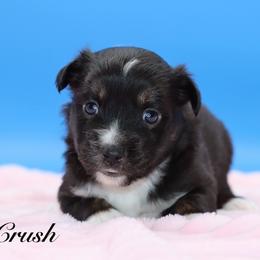 Crush - Black tri female Miniature Australian Shepherd puppy in Weeki Wachee, Florida from Arlington's Mini Aussies