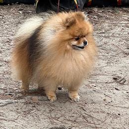 Sharmel - Orange sable male Pomeranian puppy in Lyons, Georgia from Its a Poms Life Kennel