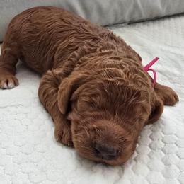 Princess Charlotte Red Rosa - Red  female Poodle puppy in Woodbridge, Virginia from Rosa Red Standard Poodles