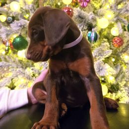 Miss Harriet - Red and rust female Doberman Pinscher puppy in Chagrin Falls, Ohio from Schloss Velburg Dobermanns