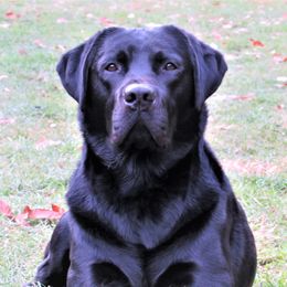 Wilusz - Labrador Retriever