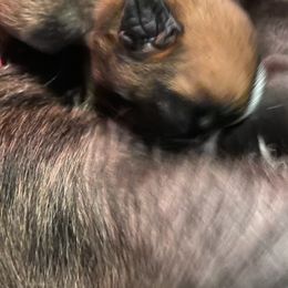 Boxer Puppies from Primo Amore Boxers