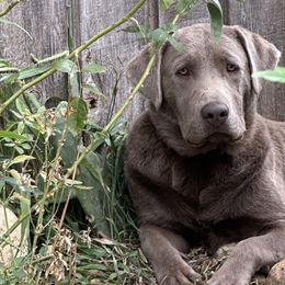 Dilute Retrievers and Labrador Retrievers from The Sugar & Spice Ranch Labrador Retrievers