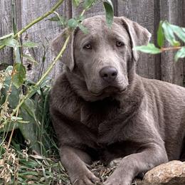 Dilute Retrievers and Labrador Retrievers from The Sugar & Spice Ranch Labrador Retrievers