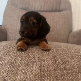 Hershey - Black and tan male Dachshund puppy in Arthur, Illinois from Chupp’s Puppies