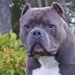 American Bullies from Impressive Kennels