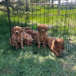 Golden Retriever and Labrador Retriever Puppies from BATTLEMOUNTAIN KENNELS