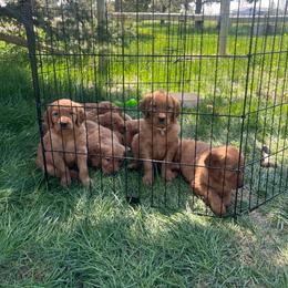 Golden Retriever and Labrador Retriever Puppies from BATTLEMOUNTAIN KENNELS