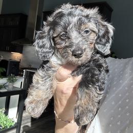 Ash (Dapple Doxiepoo) - Brindle male Companion Cross puppy in Waldron, Arkansas from Kay’s Cutie Poos