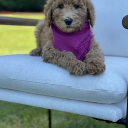 Poodle Puppies from Sunset Standard Poodles