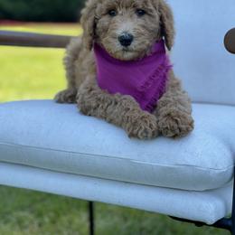 Poodle Puppies from Sunset Standard Poodles